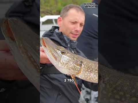 Трофейная рыбалка за Полярным Кругом. Нарьян-Мар. Серия 2 Трофейная рыбалка за Полярным Кругом. Нарьян-Мар. Серия 2