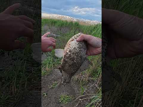 Вбиця ляща дає карася #рибалка #shorts #carp