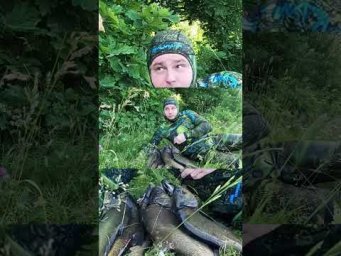 Много лещей