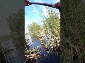 АМУРЯКА - Гігант Тягне за СОБОЮ #треш #Амур #Рибалка