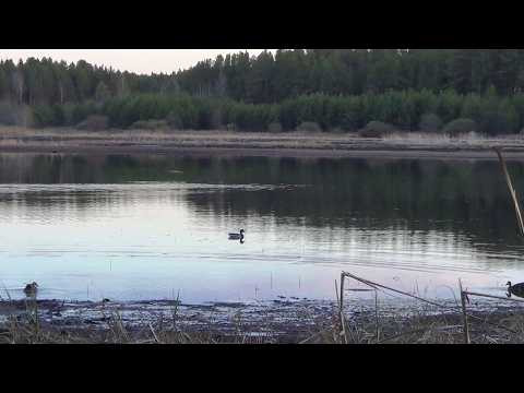 ВЕСЕННЯЯ ОХОТА НА СЕЛЕЗНЯ С ПОДСАДНОЙ. / 07.05.2026год.