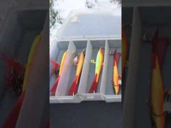 БИГ БЁРШ  #рыбалка #зимняя_рыбалка #балансир #окунь #assistancetv #fishing #
