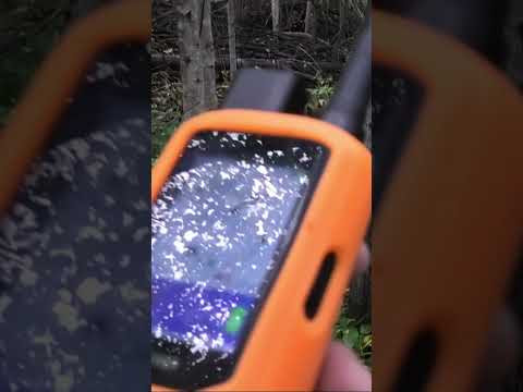 Гончая гонит зайца! Солонец вековой универсальный! Система отслеживания собак Artelv Tracker!