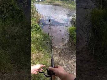 Дикий Сазан #shorts #рибалка #сазан