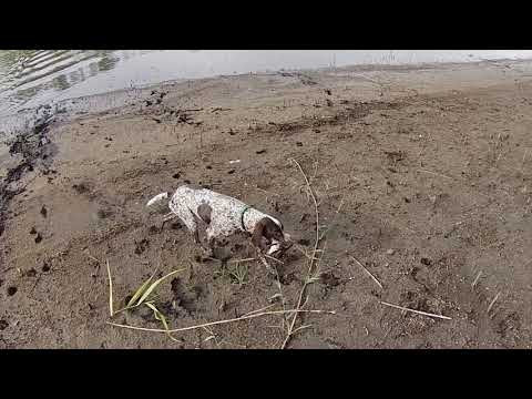 Открытие по утке состоялось (пять с трёх)