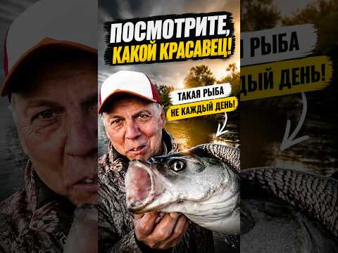 Отличный ЖЕРЕШИЩЕ не смог пройти мимо ZipBaits Rigge Flat 80