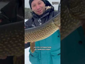 Первый лед и красивые таежные щуки