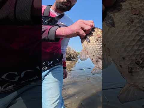 Хто ЛИНІ хто КАРАСІ тут ловили ВСІ #рибалка #fishing #карась Хто ЛИНІ хто КАРАСІ тут ловили ВСІ #рибалка #fishing #карась