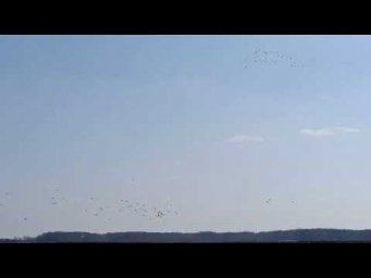 Охота на гуся 2026!!! Разведка 