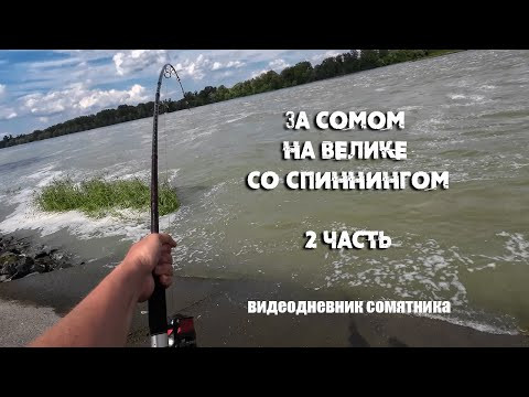 ЗА СОМОМ на ВЕЛИКЕ | Со спиннингом за сомом в наводнение 2 часть | видеодневник сомятника