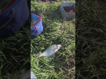 Оснастка решает ВСЁ  #фидер #assistancetv #лещ #оснастка #карась #carpfishing #донка #плотва #сазан