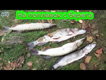 ЩУКА рвёт снасти. УДОЧКА поплавчанка на реке Северский Донец