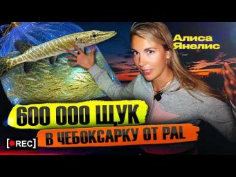 PAL и МИДА зарыбляют щукой Чебоксарское водохранилище! Ночной спец репортаж