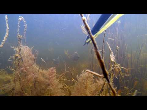 Трейлер "оз.Чаши, охота на гиганских карасей"