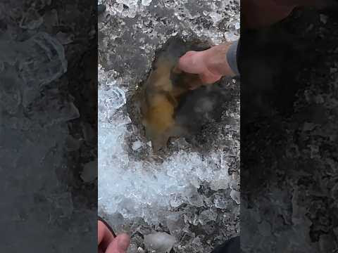 Рижих з лунки ГОЛИМИ РУКАМИ #сазан #короп #кароась Рижих з лунки ГОЛИМИ РУКАМИ #сазан #короп #кароась
