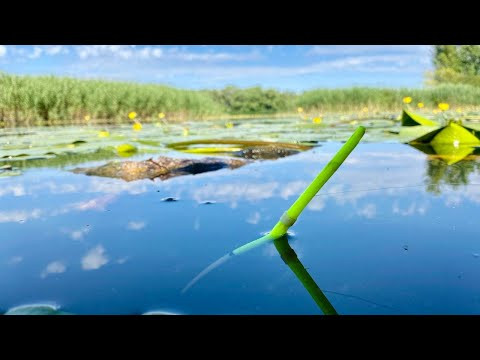 Рибалка в Латаках! Кувшинка Дім для ГАРНОЇ РИБИ! Рибалка в Латаках! Кувшинка Дім для ГАРНОЇ РИБИ!