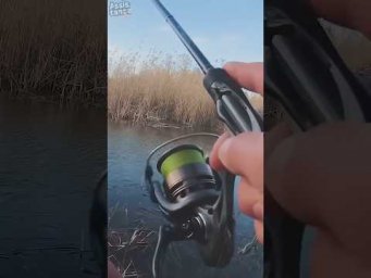 ТЫ так МОЖЕШЬ?   #assistancetv #fishing #рыбалка #щука #окунь  #окуньнаспининг #щуканаспиннинг