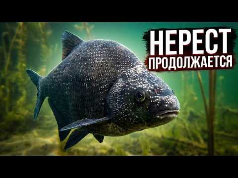 Нерест продолжается