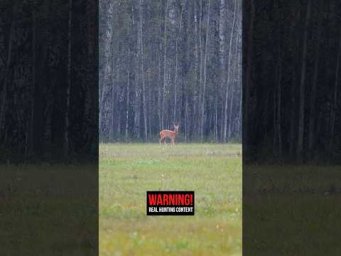 Охота на косулю 