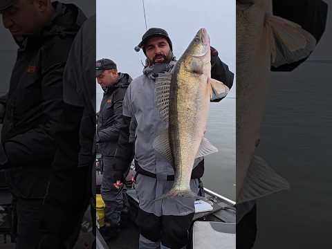 Такою ПРИМАНКОЮ Перевалив КОРЧ і сюда ТРОФЕЙЧИК #shorts #fishing #short Такою ПРИМАНКОЮ Перевалив КОРЧ і сюда ТРОФЕЙЧИК #shorts #fishing #short