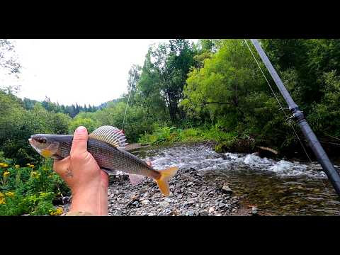 Рыбалка на Хариуса /ТАЙГА Сибирь/ Золотая РЕЧКА-Берет Хариус. Рыбалка на Хариуса /ТАЙГА Сибирь/ Золотая РЕЧКА-Берет Хариус.