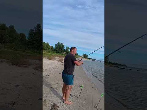 Лящ на класику #рибалка #fishing #лящ