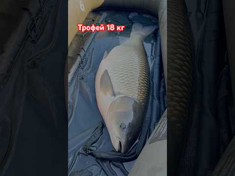 Трофей 18 кг Трофей 18 кг