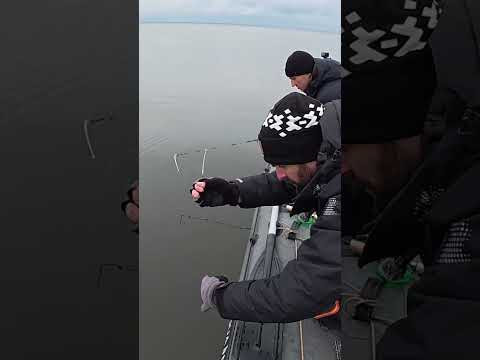 Дніпровські кабани клюють #рибалка #короп #сазан