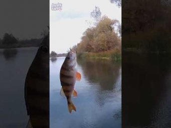 Когда тёлки не давали              рыбачить. #assistancetv #fishingvideo #fishing  #поплавок #