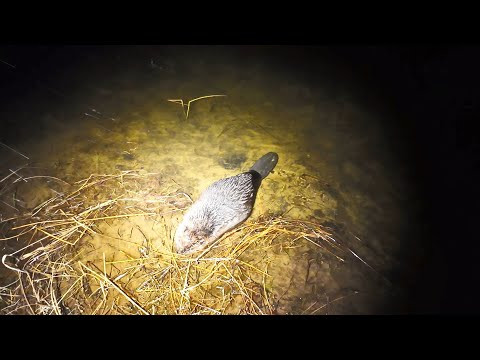 ОХОТА С ПОДХОДА НОЧЬЮ НА ЗВЕРЯ. ДОБЫЧА КРУПНЫХ БОБРОВ. ПРОДОЛЖЕНИЕ ОХОТЫ С ПРИБОРАМИ SFH.