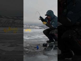 Берш на виб зимой
