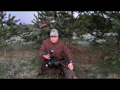 Это незабываемо!!! Красивая трофейная охота на глухарином току. Всё в кадре! Каша из глухаря.