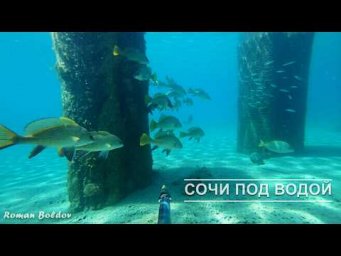 Подводная охота 2026 СОЧИ "ЗДЕСЬ МНОГО РАЗНОЙ РЫБЫ". Кефаль, Горбыль, Лобан, Крабы, черное море.