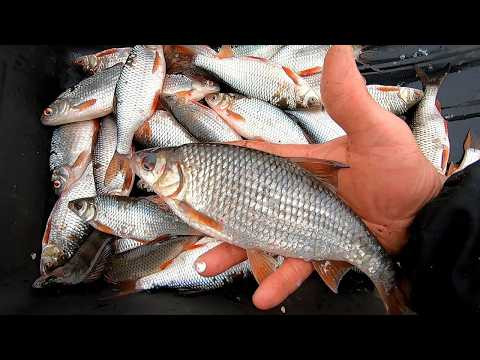ОНА КАК СЕЛЁДКА! Рыбалка на КОСЫНКИ-Раскладушки!