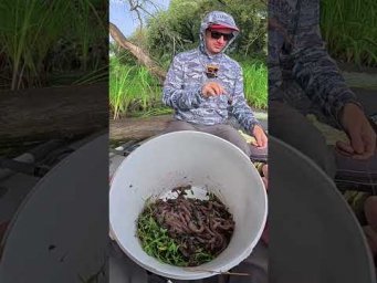 СОМ на Квок клюнув  #fishing #сом  #рибалка