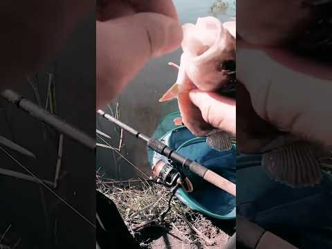 Это КЛЁВО #рыбалка#assistancetv #fishing#поплавок#щука#рибалка #окунь#shortsvideoyoutube #shorts Это КЛЁВО #рыбалка#assistancetv #fishing#поплавок#щука#рибалка #окунь#shortsvideoyoutube #shorts