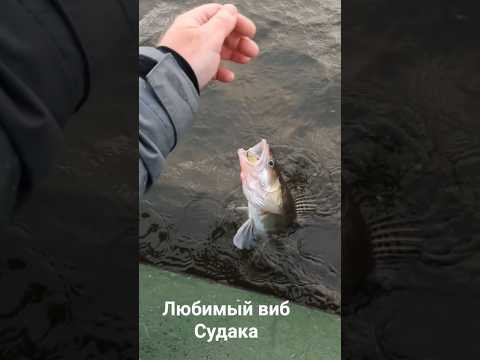 долгожданный судак #рыбалка #судак #виб #раттлин #ловлясудака #зимняярыбалка #осенняярыбалка #топ долгожданный судак #рыбалка #судак #виб #раттлин #ловлясудака #зимняярыбалка #осенняярыбалка #топ