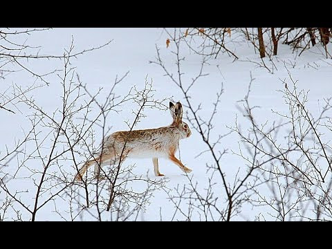 Охота на зайца. Выпал долгожданный снег. Тропление зайца. Тоз - 34 Охота на зайца. Выпал долгожданный снег. Тропление зайца. Тоз - 34