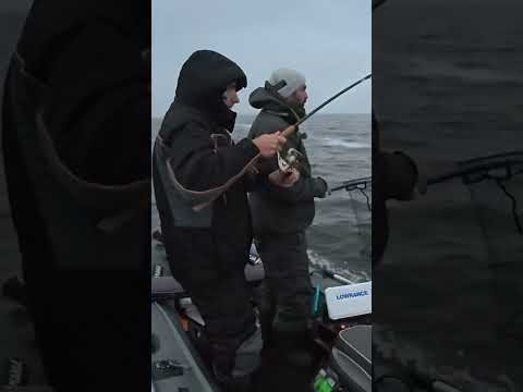 ВОНО Вспливло і серце стало #рибалка #fishing #shorts
