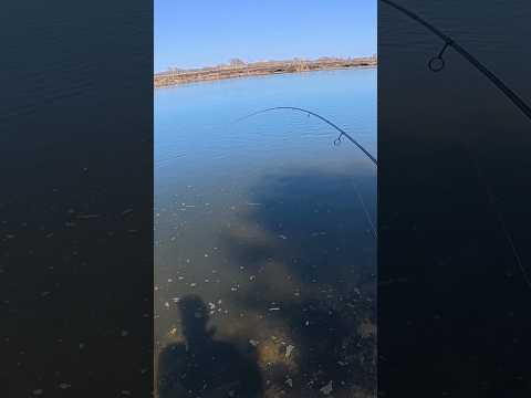 Ікряна ЩУКА #shorts #Рибалка #щука