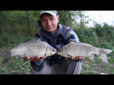 Жор карася осенью, активный клёв рыбы на фидерную снасть