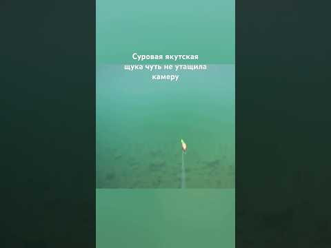 Испытание новой камеры, чуть не остался без нее. Насадить на поводок?