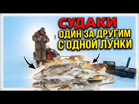 СУДАКИ ОДИН ЗА ДРУГИМ С ОДНОЙ ЛУНКИ! МЕТЕЛЬ, БАНЯ И БЕШЕНЫЙ КЛЁВ СУДАКА В АКТУШИ