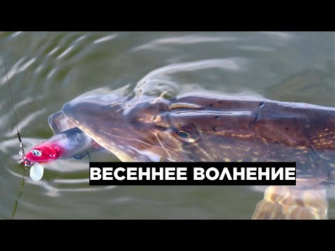 ВЕСЕННЕЕ ВОЛНЕНИЕ 2021: ТРИ НЕЗАБЫВАЕМЫХ ДНЯ СПИННИНГОВОЙ РЫБАЛКИ НА ЩУКУ