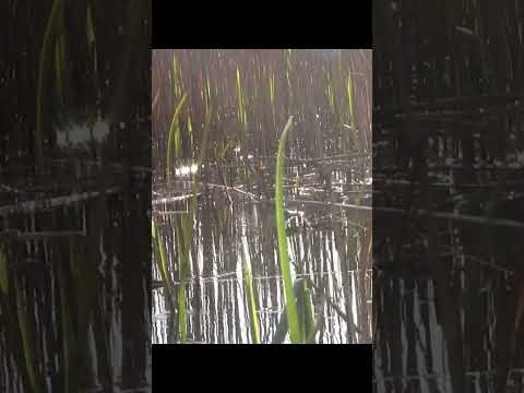 ЧИПУХА ЗАВТИКАЛА #shorts #Рибалка #Карась ЧИПУХА ЗАВТИКАЛА #shorts #Рибалка #Карась