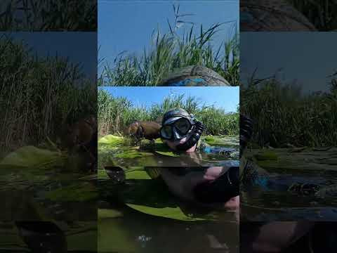Последствия нереста