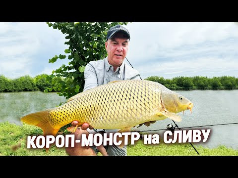 ЛОВЛЯ КОРОПА на ПРОСТІ СНАСТІ ЛОВЛЯ КОРОПА на ПРОСТІ СНАСТІ
