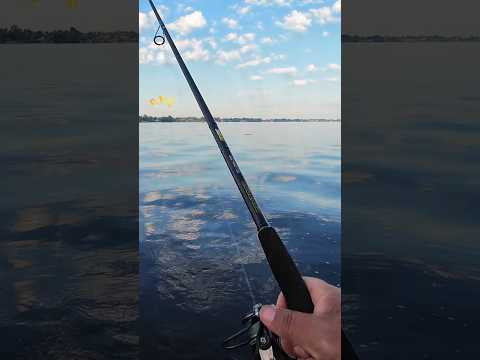 Maximus CONTACT JIG