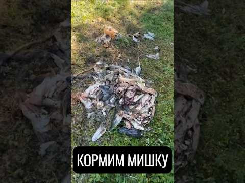 Приглашаем медведя 