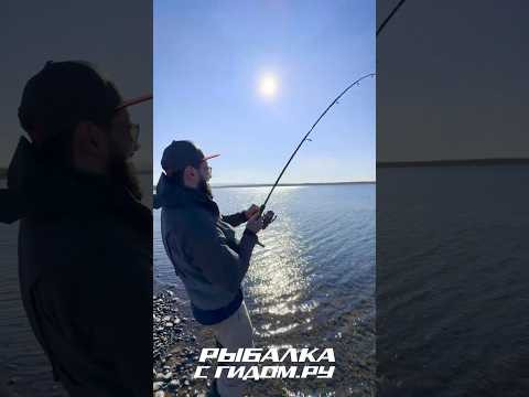 Сняли блин отзыв